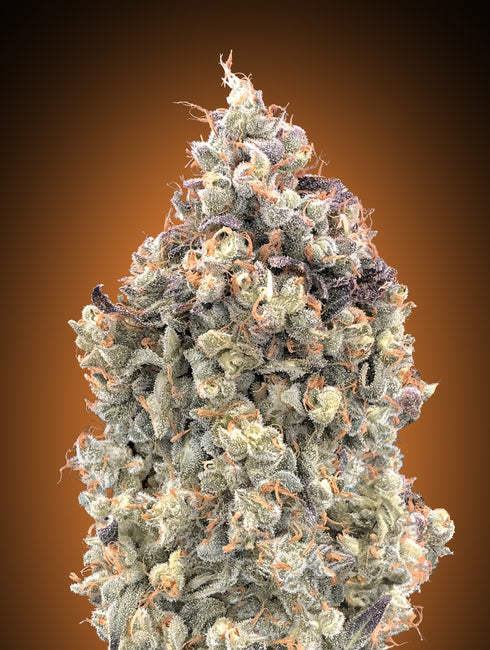 Advanced Seeds - Auto Watermelon OG